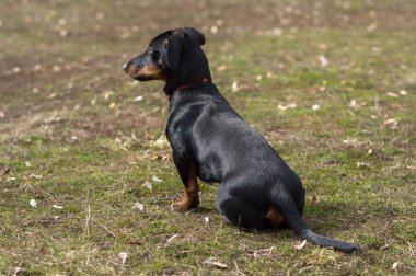 Yüzünde kahverengi lekeler olan siyah bir köpek.