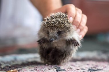 Tatlı dikenli kirpi eşiği ziyarete geldi.