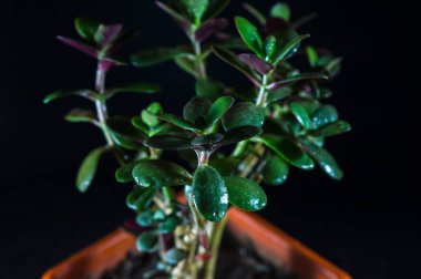 Tencerede yeşil bitki