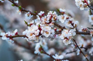 Kayısı ağacı baharda gün batımında beyaz çiçeklerle çiçek açar.