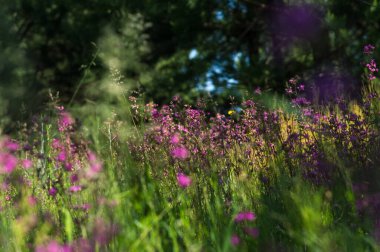 Mor kır çiçekleri yazın yeşil çimlerde yetişir
