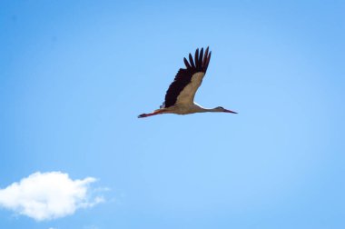 Vinç gökyüzünde uçuyor.