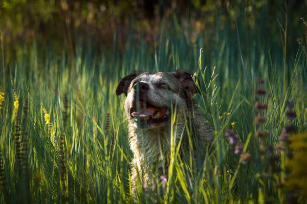 Sevimli Bej Renkli Üzgün Gözlü Bir Köpek — Stok fotoğraf