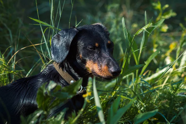 Yüzünde Kahverengi Lekeler Olan Siyah Bir Köpek — Stok fotoğraf