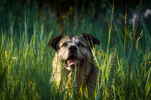 Sevimli Bej Renkli Üzgün Gözlü Bir Köpek — Stok fotoğraf