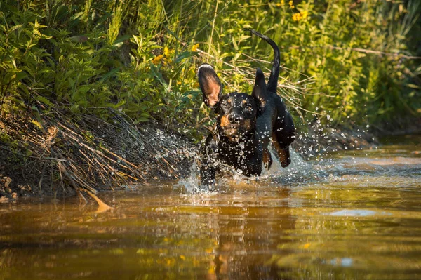 Yüzünde kahverengi lekeler olan siyah bir köpek.