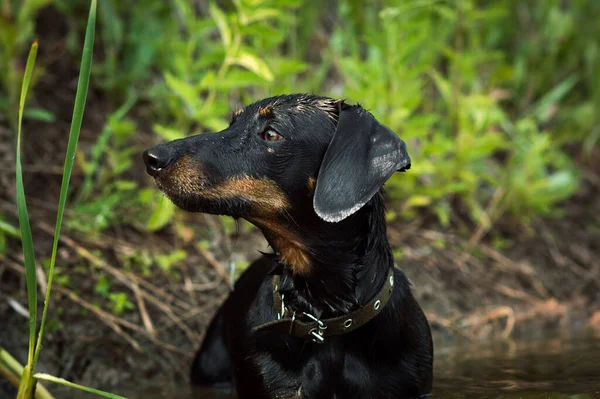 Yüzünde kahverengi lekeler olan siyah bir köpek.