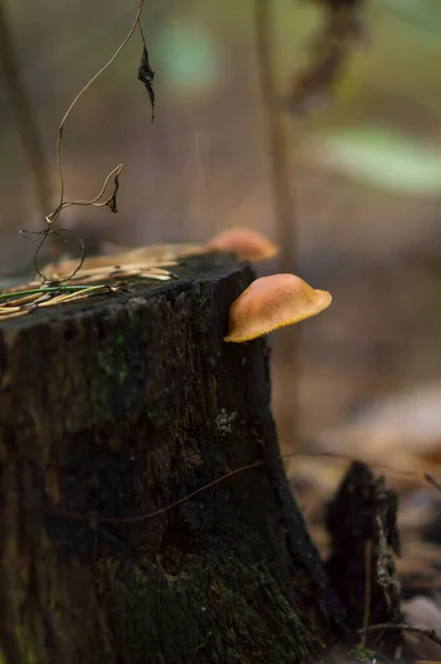 Champignons Bruns Dans Une Forêt Automne Dans Herbe Verte — Photo