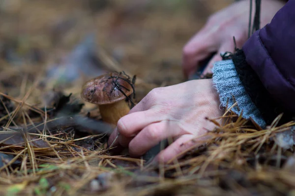 Mouche Agarique Dans Forêt — Photo