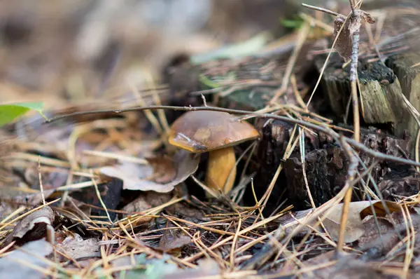 Mouche Agarique Dans Forêt — Photo