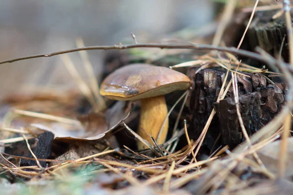 Mouche Agarique Dans Forêt — Photo