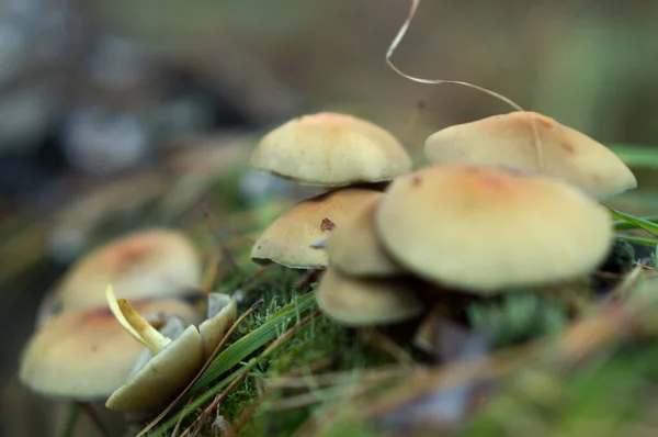 Mouche Agarique Dans Forêt — Photo