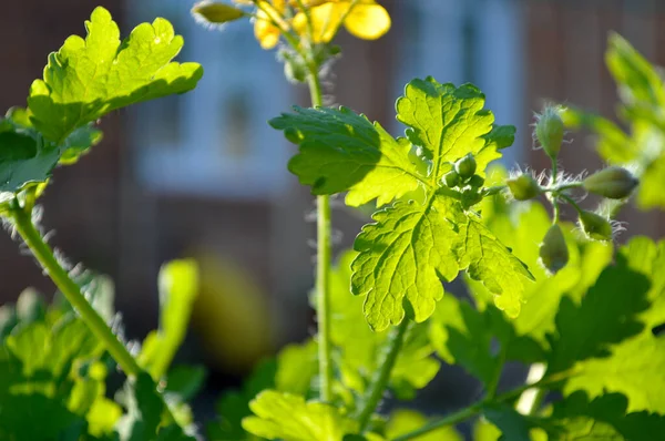 Fleur Dans Jardin Botanique — Photo