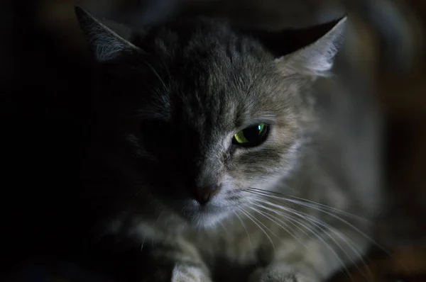Şirin gri kedi batan güneşin ışığında güneşleniyor pencerenin üstünde.