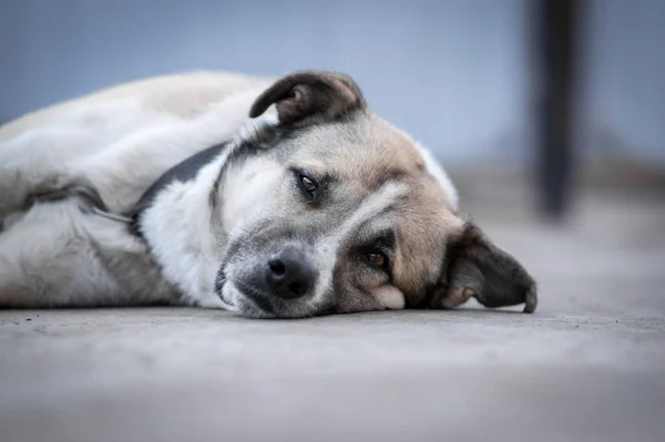 cute big beige dog with sad eyes