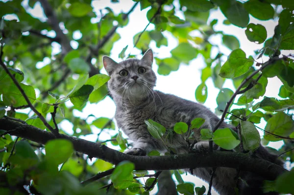 可爱的灰猫躲在绿树上躲避狗 — 图库照片