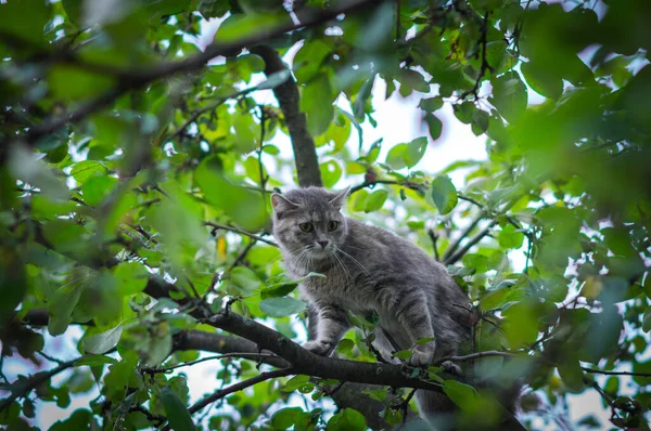 Niedliche Graue Katze Auf Einem Grünen Baum Vor Hunden Versteckt — Stockfoto