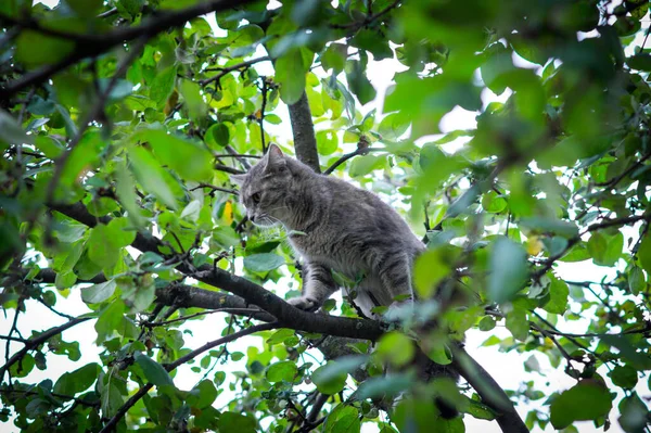 可爱的灰猫躲在绿树上躲避狗 — 图库照片