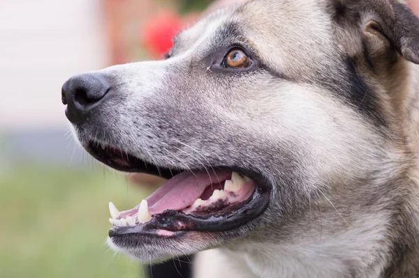 Lindo Perro Grande Beige Con Ojos Tristes — Foto de Stock