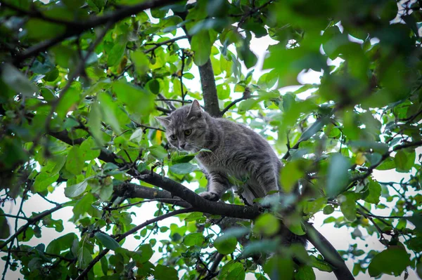 可爱的灰猫躲在绿树上躲避狗 — 图库照片