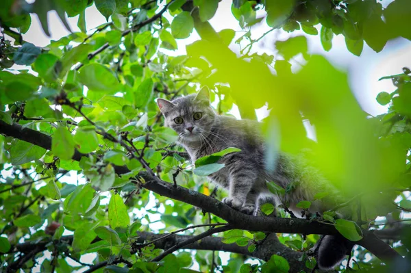 Lindo Gato Gris Escondido Árbol Verde Perros —  Fotos de Stock