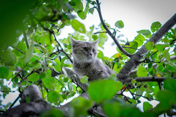 可爱的灰猫躲在绿树上躲避狗 — 图库照片