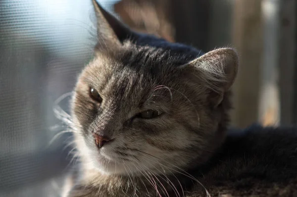 Симпатичная Кошка Греется Окне Дождем Заходящего Солнца — стоковое фото