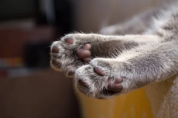 Niedliche Graue Katze Sonnt Sich Fenster Den Strahlen Der Untergehenden — Stockfoto