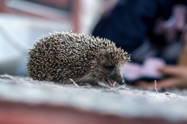 милый колючий ёжик пришел навестить на пороге