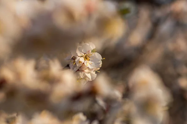 Fleurs Abricot Avec Des Fleurs Blanches Coucher Soleil Printemps — Photo