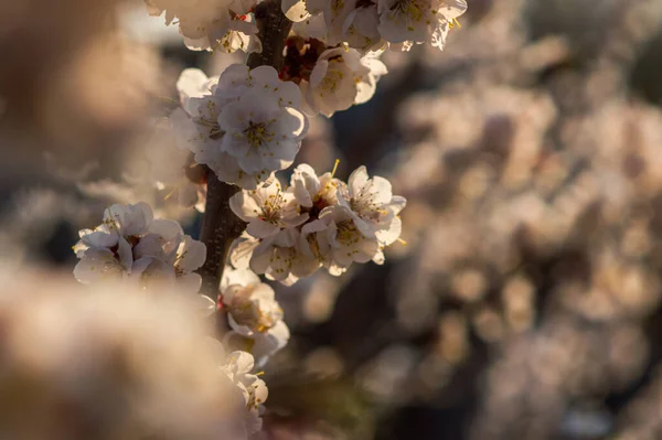 Árvore Damasco Floresce Com Flores Brancas Pôr Sol Primavera — Fotografia de Stock