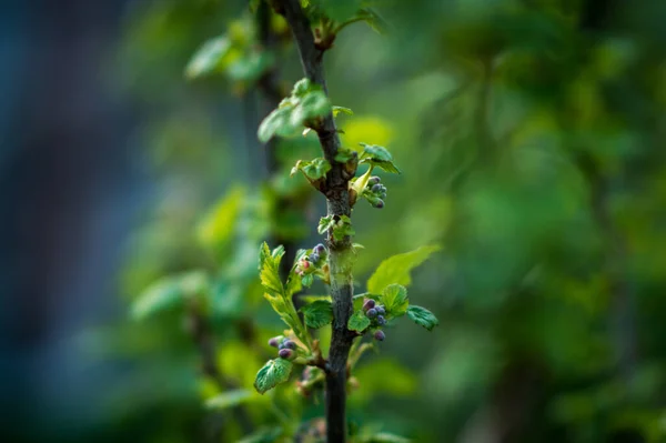 Branche Arbre — Photo