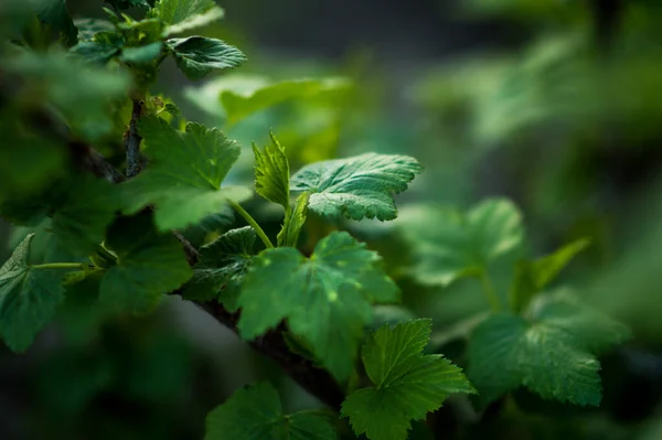 Ramo Albero — Foto Stock