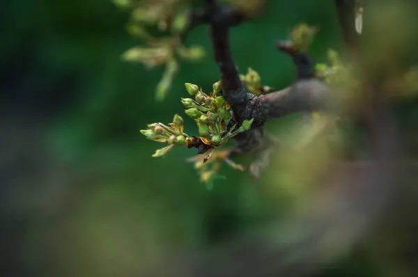 Branche Arbre — Photo