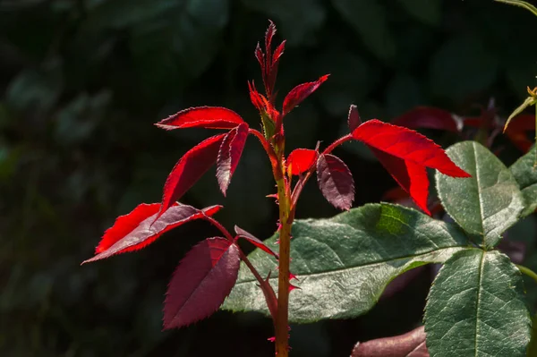 Rote Rosen Blumen Natur — Stockfoto