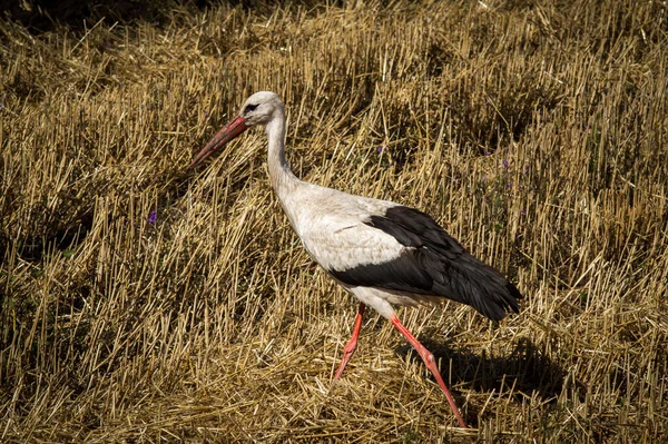 Crane Black Plowed Field Alone — Stock Photo, Image