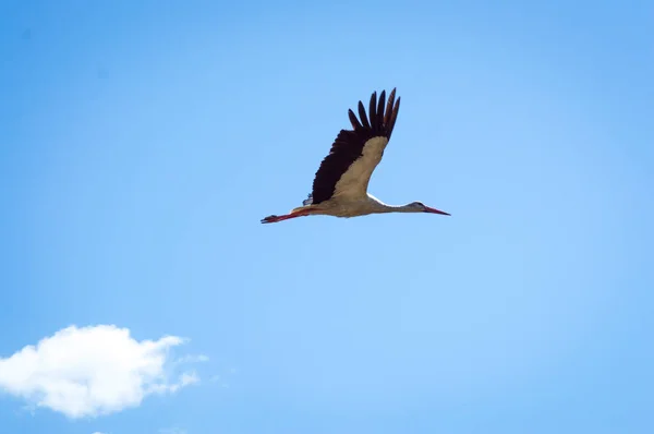 Grue Vole Dans Ciel — Photo