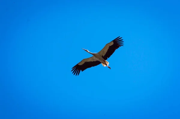 the crane is flying in the sky