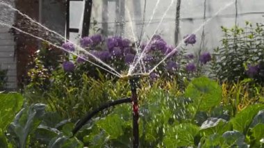 Bahçenin alevini sularken.