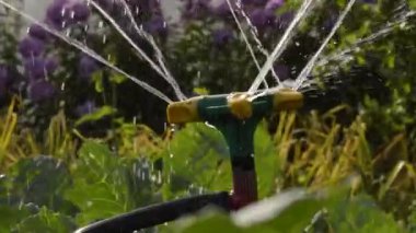 Bahçenin alevini sularken.