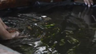 Su oyunları doğa yeşili