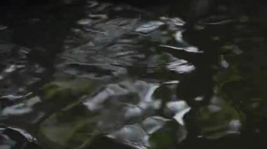 Su oyunları doğa yeşili