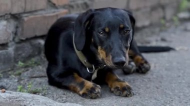 Yüzünde kahverengi lekeler olan siyah bir köpek.