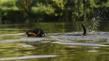 Yüzünde kahverengi lekeler olan siyah bir köpek.