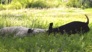 Yüzünde kahverengi lekeler olan siyah bir köpek.