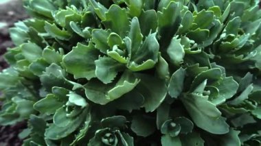 yeşil çalı süs çiçekleri