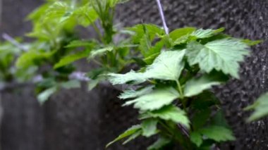 Baharda yabani ahududularının yeşil dalı