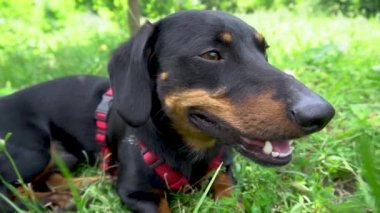Kırmızı yakalı köpek siyah dachshund yazın sıcağın altında çimlerde oturur.