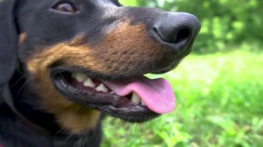 Kırmızı yakalı köpek siyah dachshund yazın sıcağın altında çimlerde oturur.