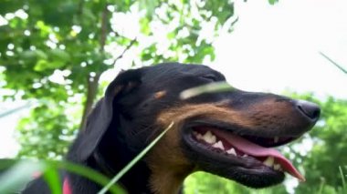 Kırmızı yakalı köpek siyah dachshund yazın sıcağın altında çimlerde oturur.
